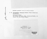 Phragmidium violaceum image